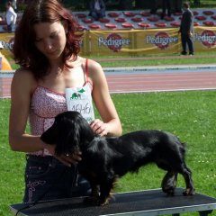 Międzynarodowa wystawa psów rasowych