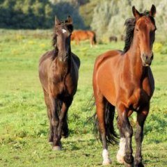 Tor wyścigów konnych Partynice