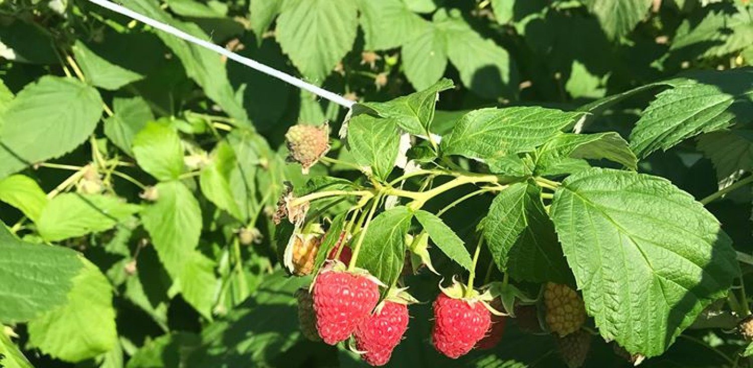 Aphrodite's garden part 1