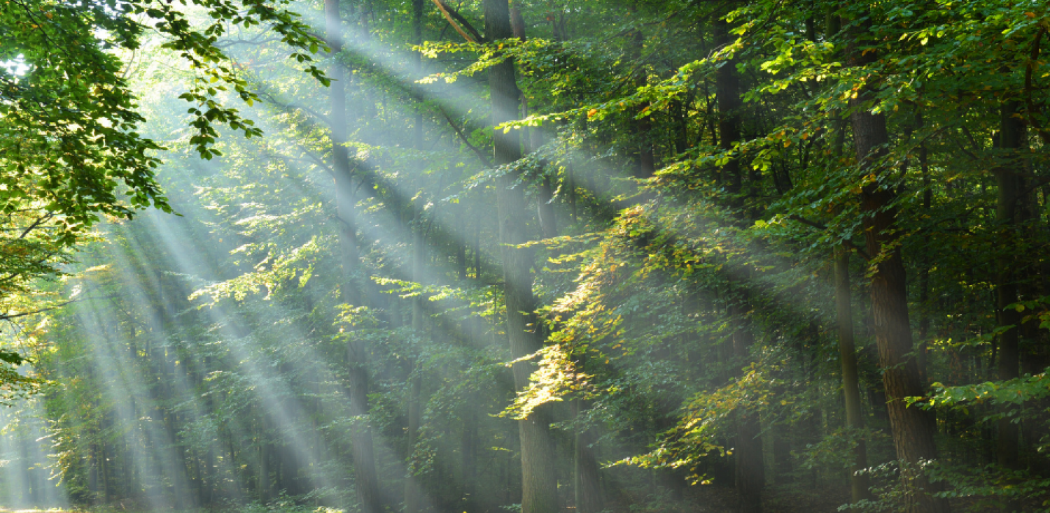 Hotel SPA w lesie z rezerwatem przyrody