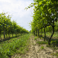 Winnica Dwórzno - mazowiecka Toskania