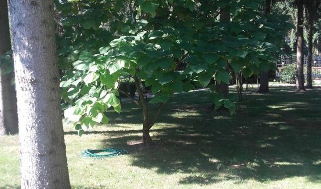 Aphrodite's garden part 2