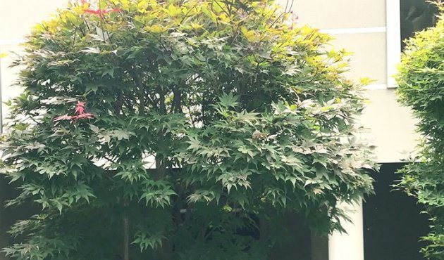 Aphrodite's garden part 2