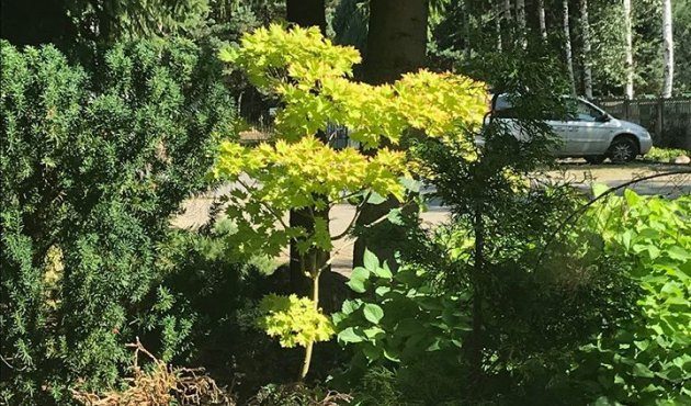 Aphrodite's garden part 2