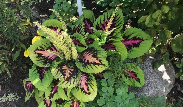 Aphrodite's garden part 2