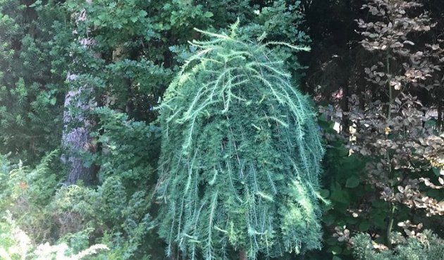 Aphrodite's garden part 2