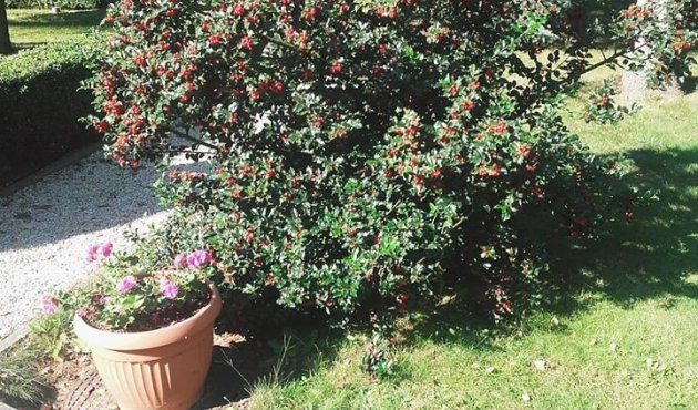 Aphrodite's garden part 2