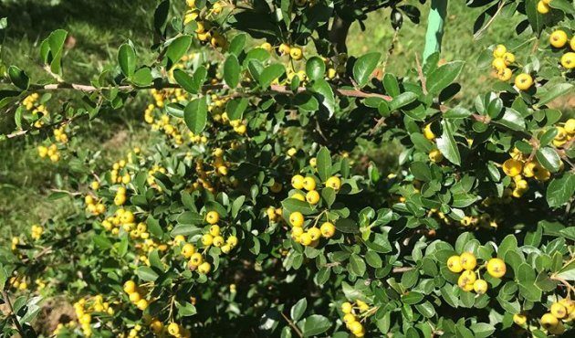 Aphrodite's garden part 2