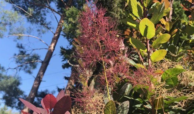 Aphrodite's garden part 2