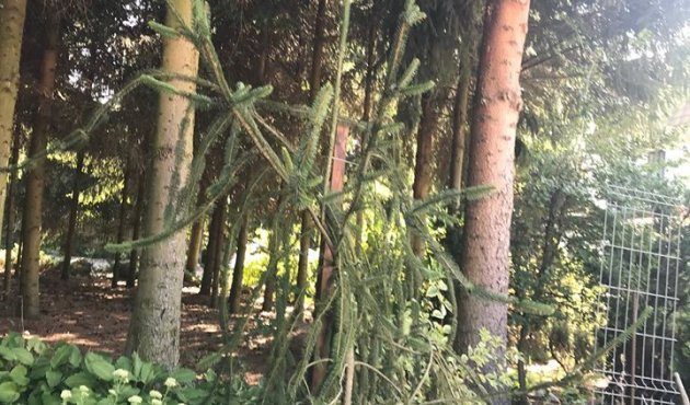 Aphrodite's garden part 2