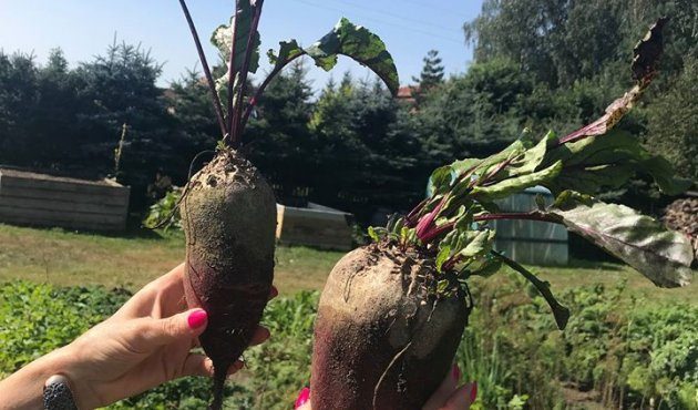 Aphrodite's garden part 1