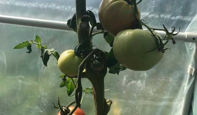 Aphrodite's garden part 1