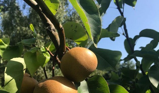 Aphrodite's garden part 1