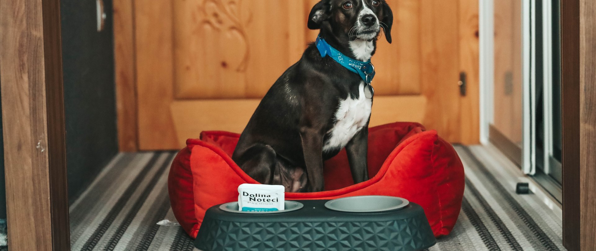 Pakiet „4 łapy” w nowej odsłonie – razem z Dolina Noteci