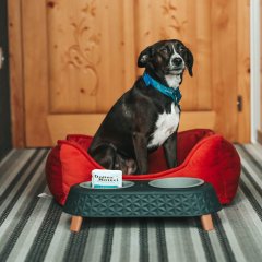 Pakiet &bdquo;4 łapy&rdquo; w nowej odsłonie &ndash; razem z Dolina Noteci