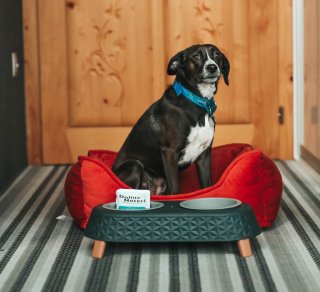 Pakiet &bdquo;4 łapy&rdquo; w nowej odsłonie &ndash; razem z Dolina Noteci