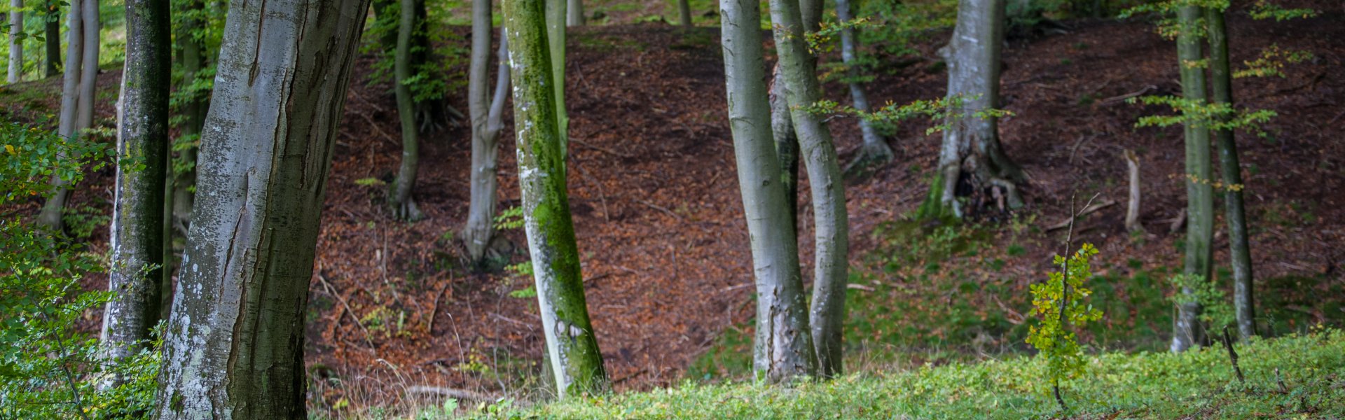 <span>Bezpieczny Resort & SPA w Sercu Natury Pomorskich Lasów</span>