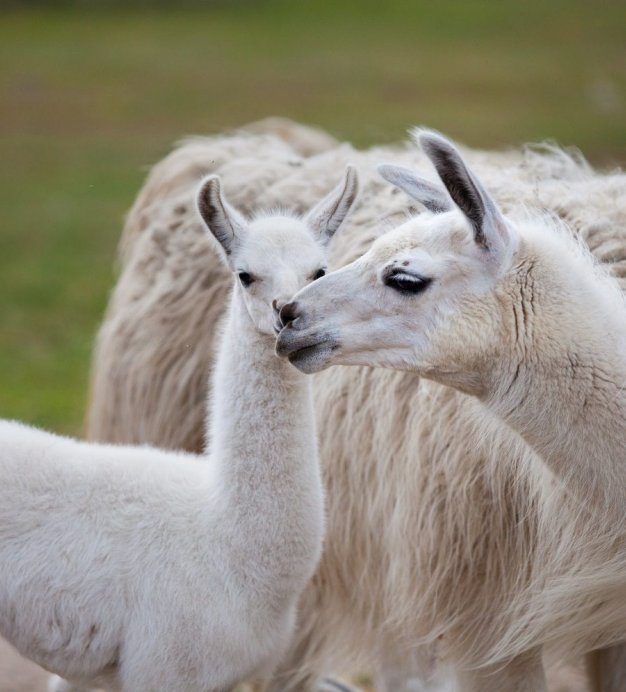 <span>Charlotta ZOO</span>