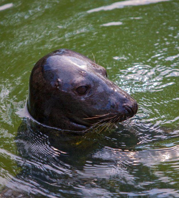 <span>Robbengehege</span>