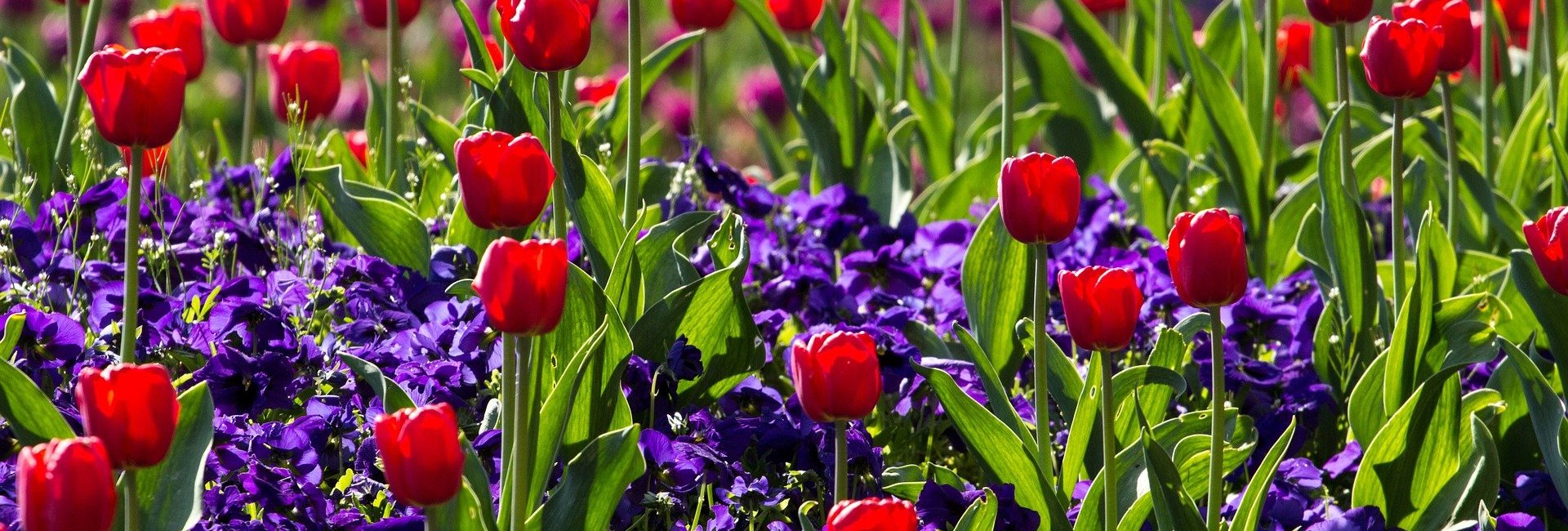 Frühlingserwachen in Wernigerode