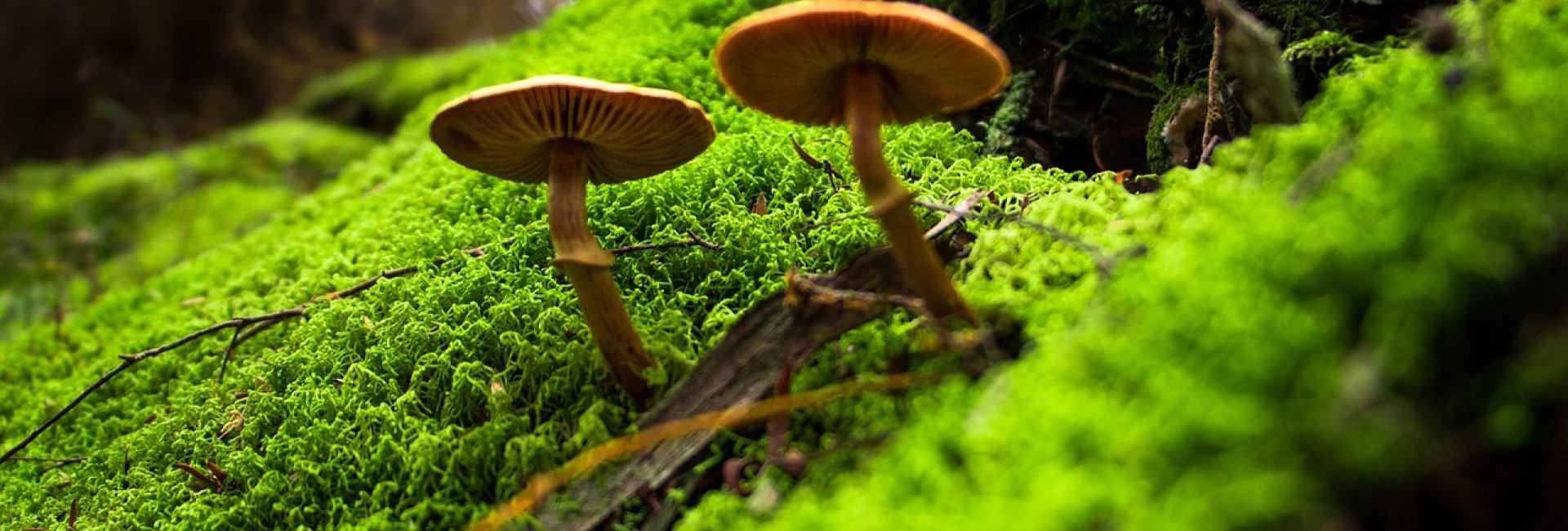Pilze sammeln im Harz