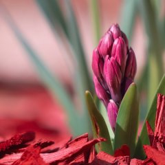 Frühlingserwachen in Wernigerode