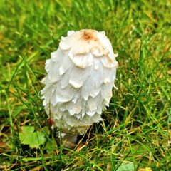 Pilze sammeln im Harz