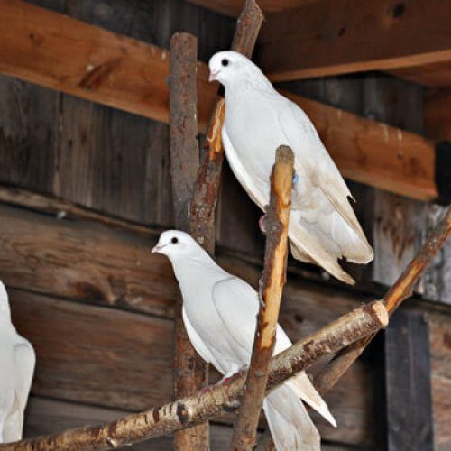 Folwark Nadawki, Wasilków