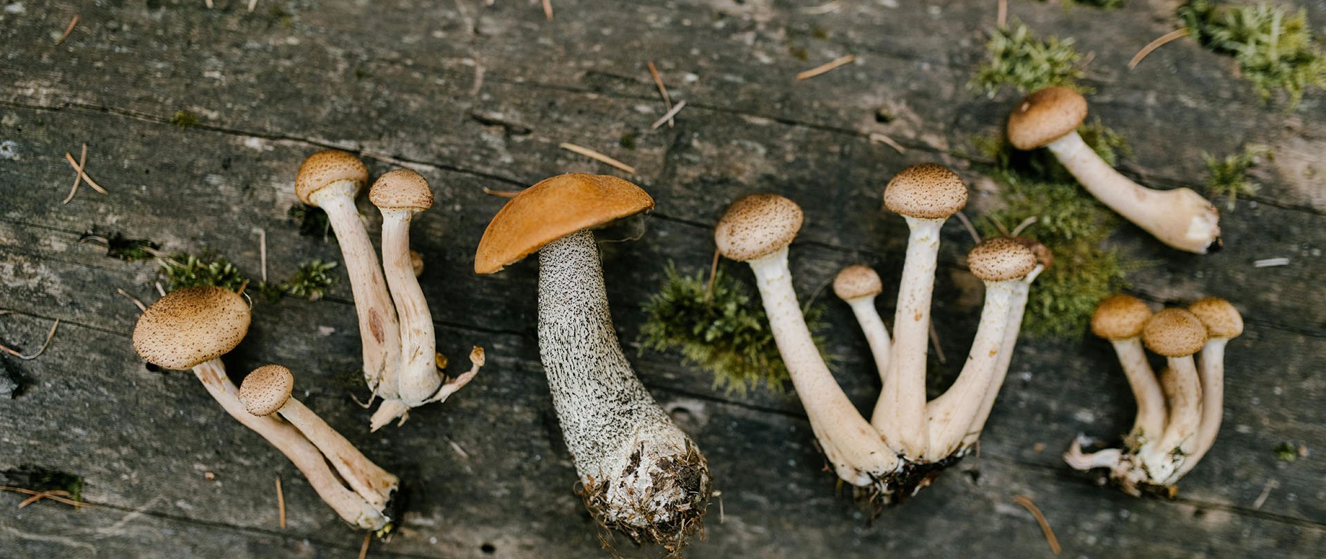 What do you need to know about mushroom picking in Masuria?