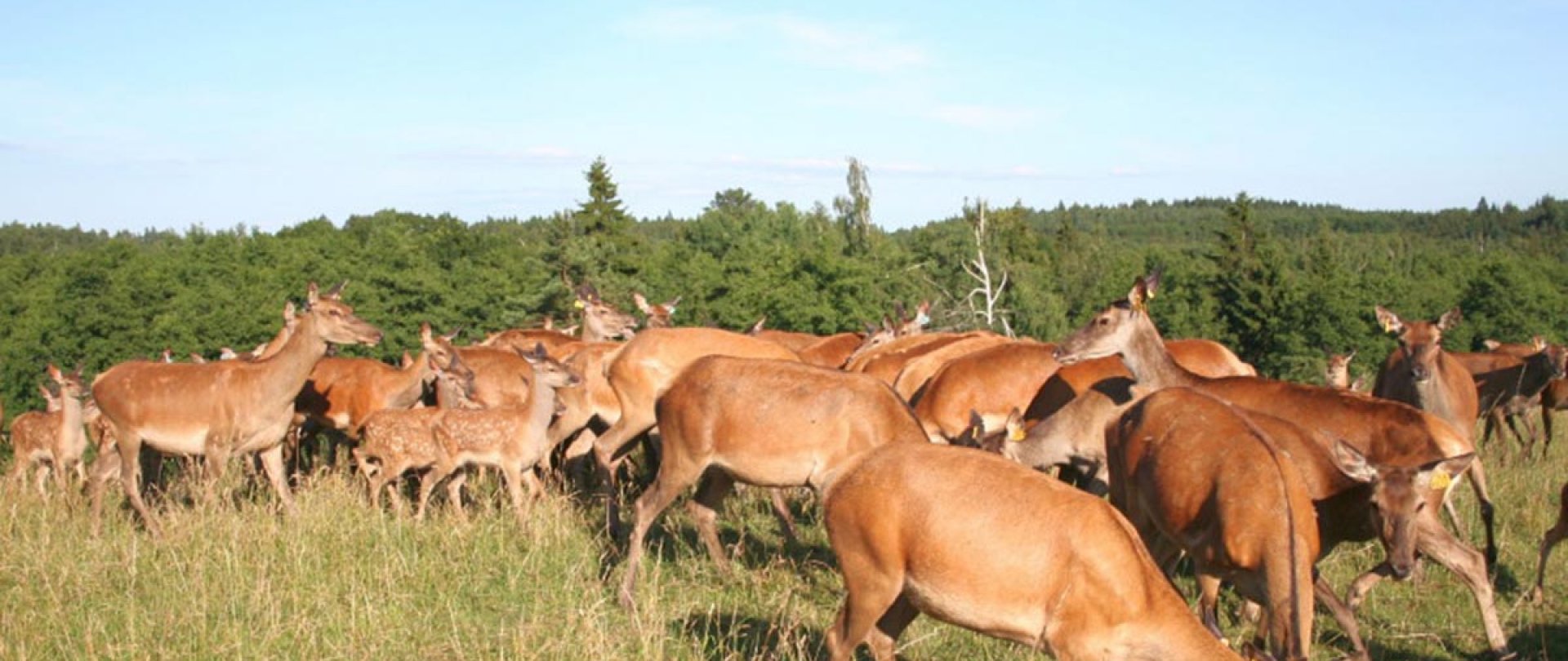 Hirschfarm in Kosewo Górne
