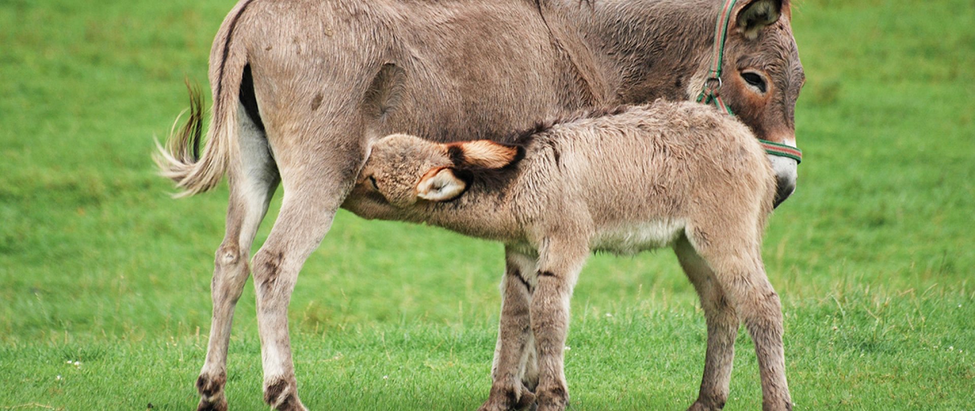 Wildtierpark in Kadzidłów