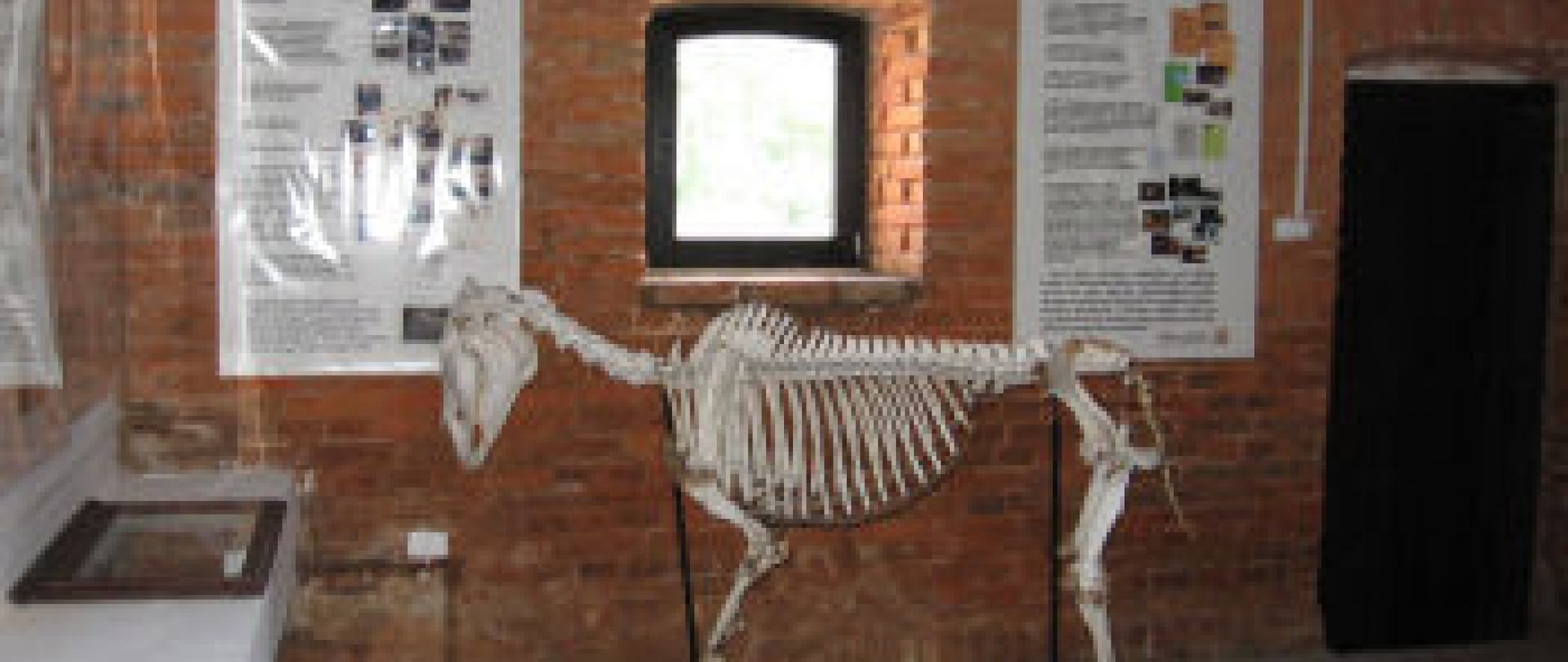 Naturhistorisches Museum Popielno