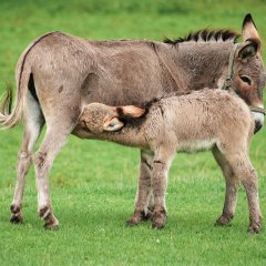 Park of wild animals in Kadzidłowo