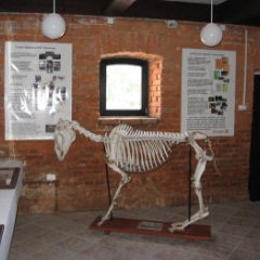 Muzeum Przyrodnicze w Popielnie