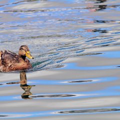 Dlaczego spacery nad jeziorem są jedną z najlepszych form odpoczynku na Mazurach?
