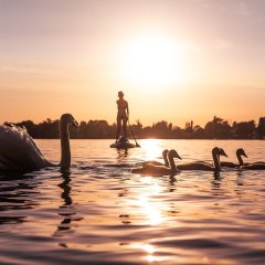 Welche Tiere leben in der Region Masuren? Lerne sie alle kennen!