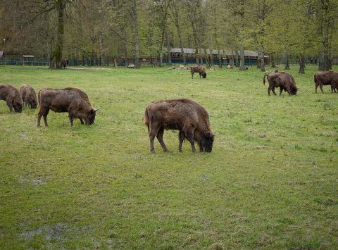 Беловежa – рекомендуем