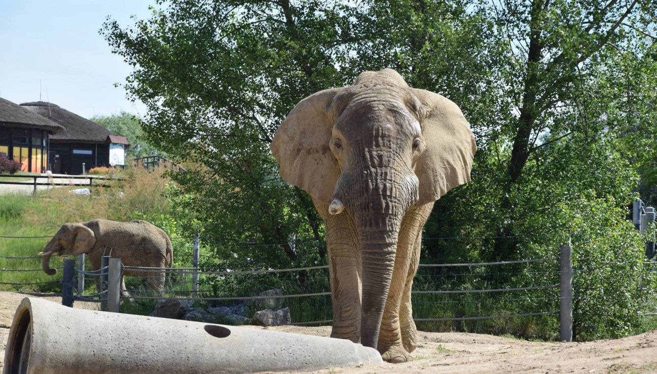 Wielkanoc ze słoniem