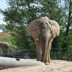 Nowe Zoo Poznań – wszystko, co musisz wiedzieć