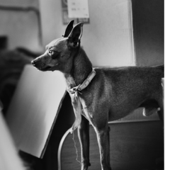 Hotel przyjazny zwierzętom. Podróżowanie z pupilem.