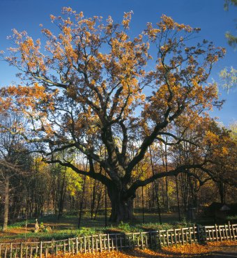 Bartek the Oak in Zagnańsk
