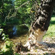 Hotel Warszawa, Augustów