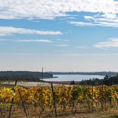 Rozpoczynamy przygodę z lokalnym winem