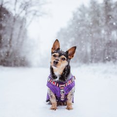 Sylwester z pupilem w Hotelu Kawallo – spokojna noc, brak fajerwerków