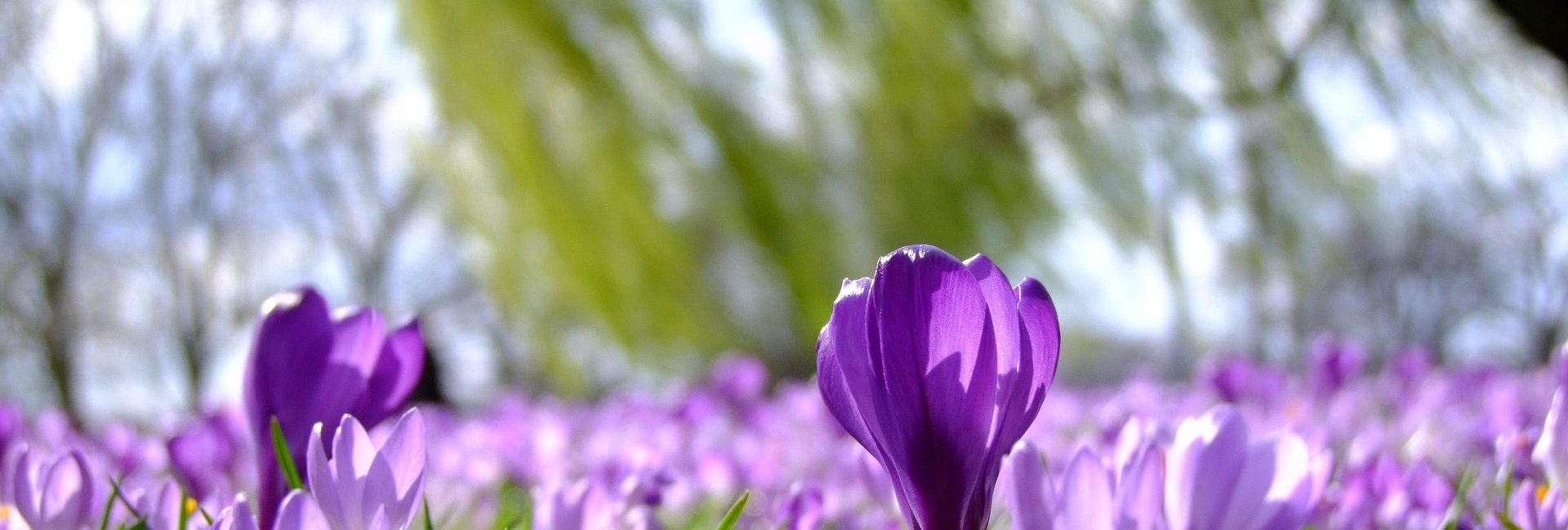 Frühlingserwachen in Wernigerode