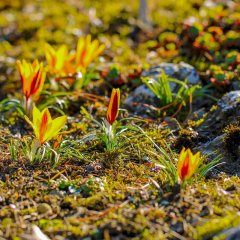Frühlingserwachen in Wernigerode