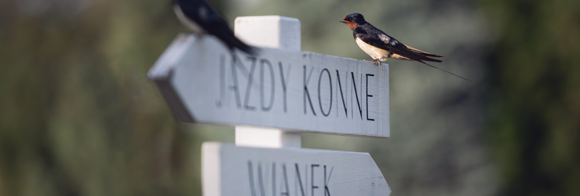 Sielanka nad Pilicą – wyjątkowy hotel z duszą, naturą i atrakcjami dla każdego