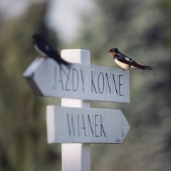 Sielanka nad Pilicą – wyjątkowy hotel z duszą, naturą i atrakcjami dla każdego