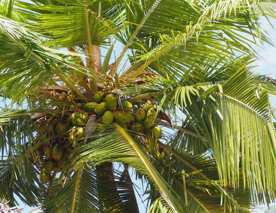 Tikitam Palms | Hotel Zanzibar