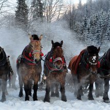 Sleigh Rides